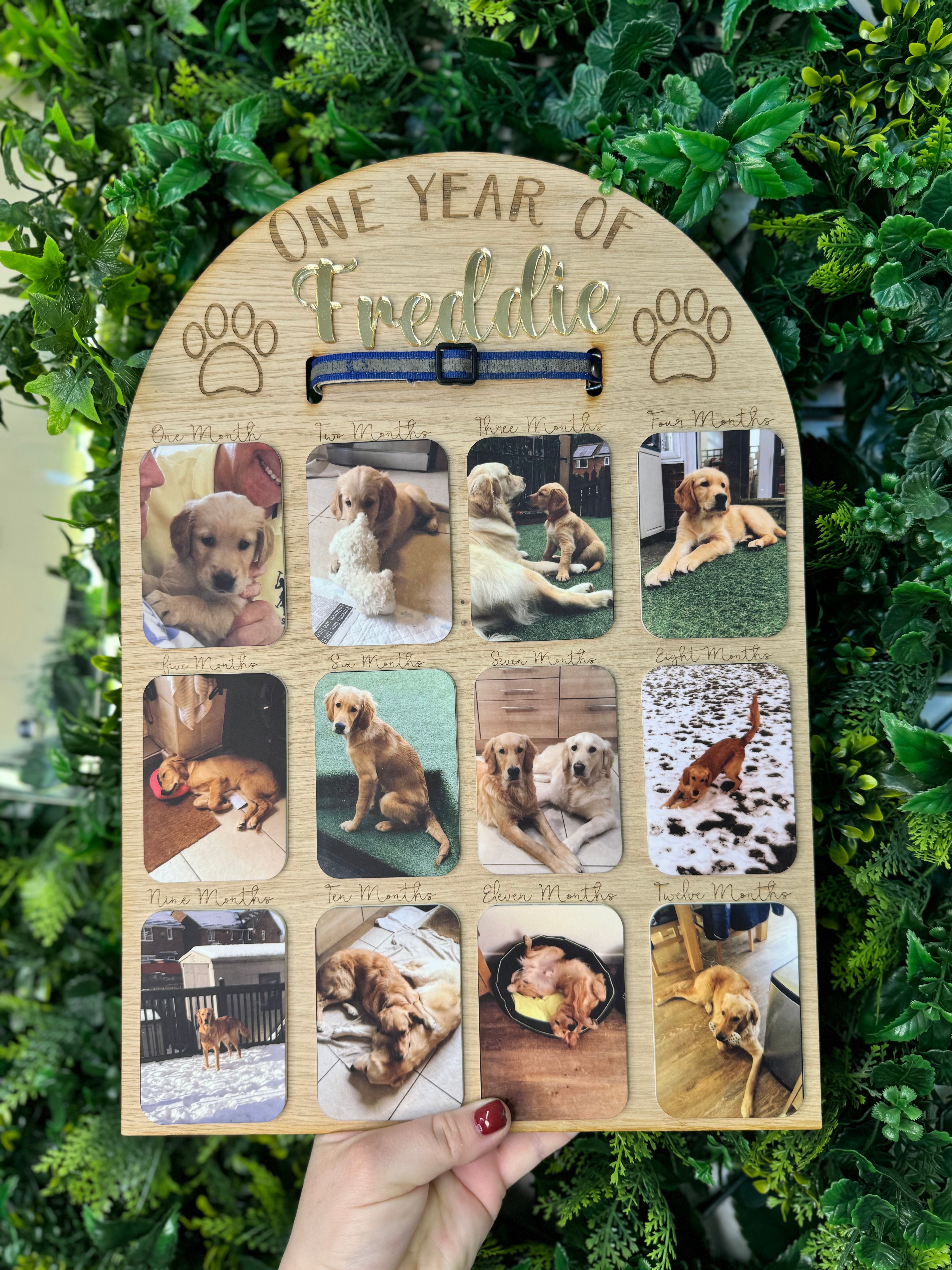 One Year Puppy Board